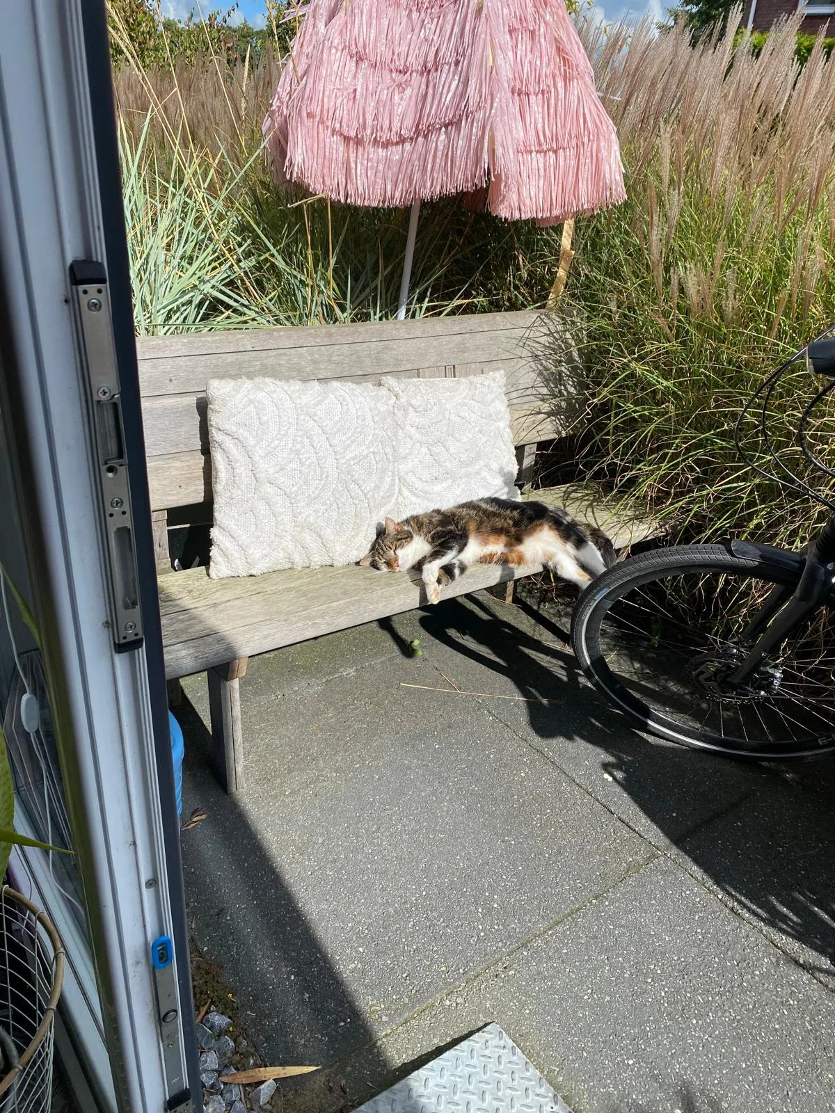 Poes op het bankje voor de salon