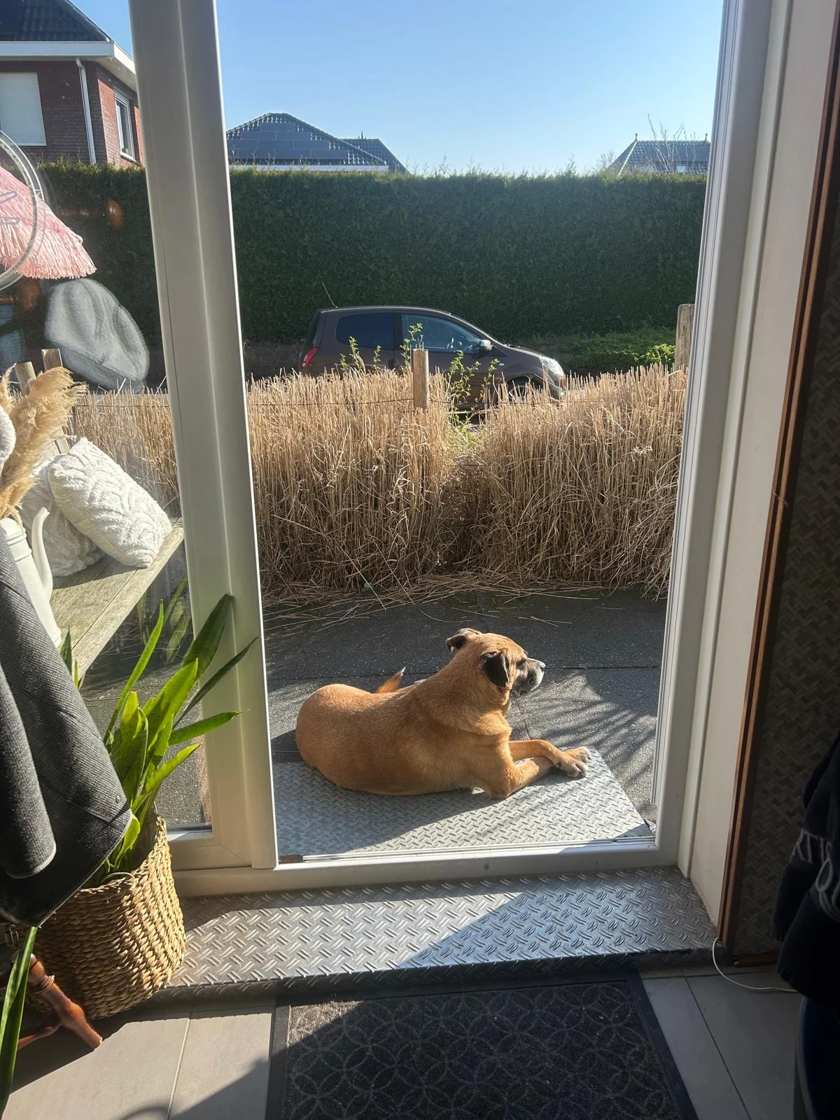 Hond die in de zon voor de openslaande deuren ligt